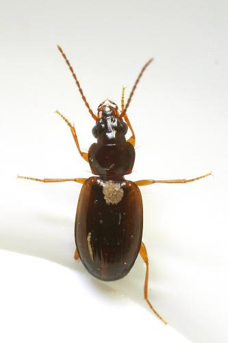 Trechus sp.